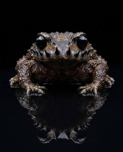 Toad Venom 7g Jar (I/H)