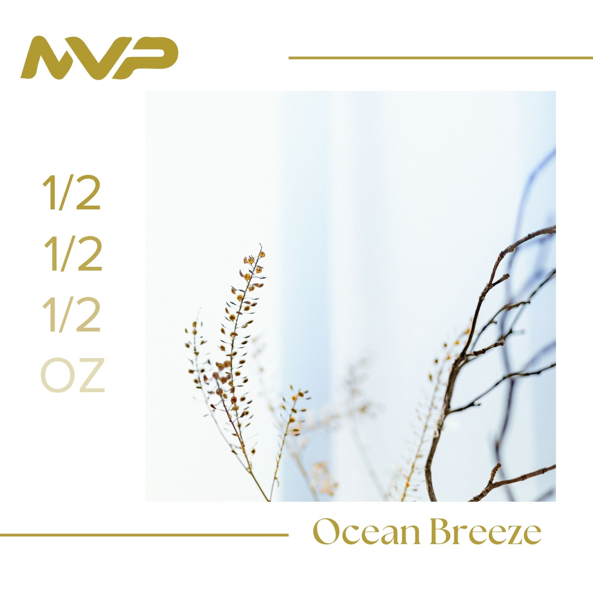 Ocean Breeze by SF Canna (I/H)