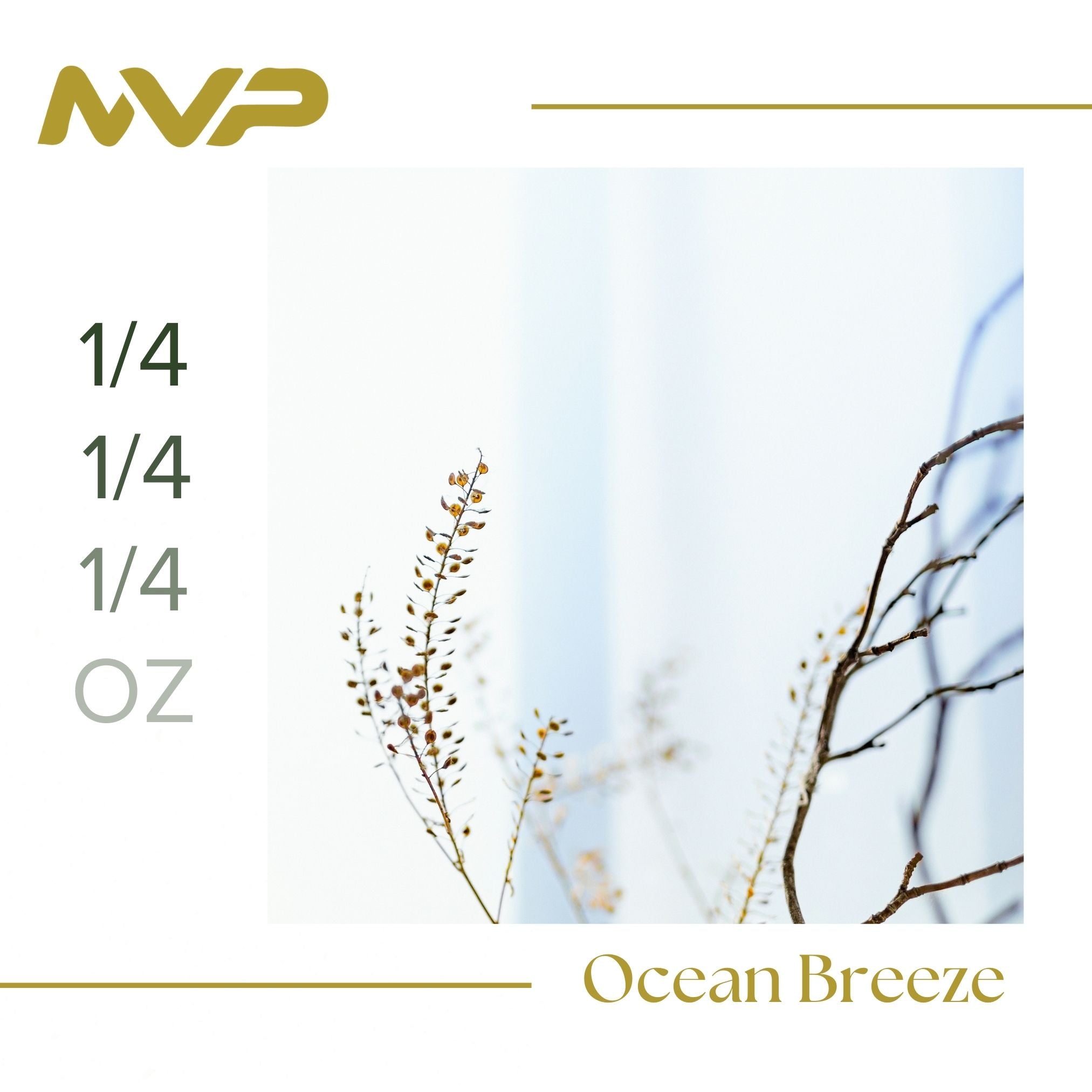 Ocean Breeze by SF Canna (I/H)