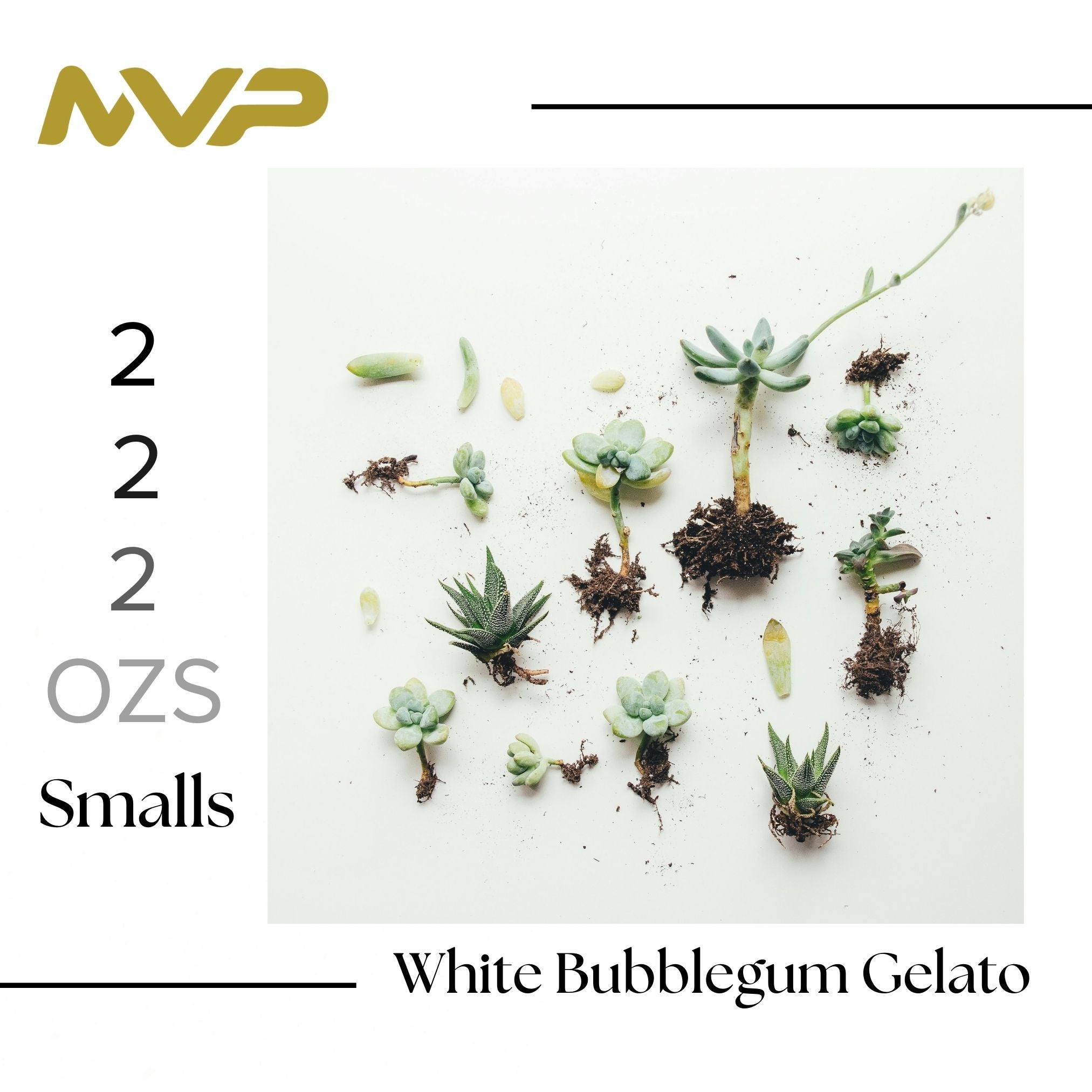 White Bubblegum Gelato Smalls (I/H)