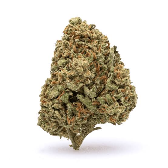 Rainbow Beltz GH (I/H)