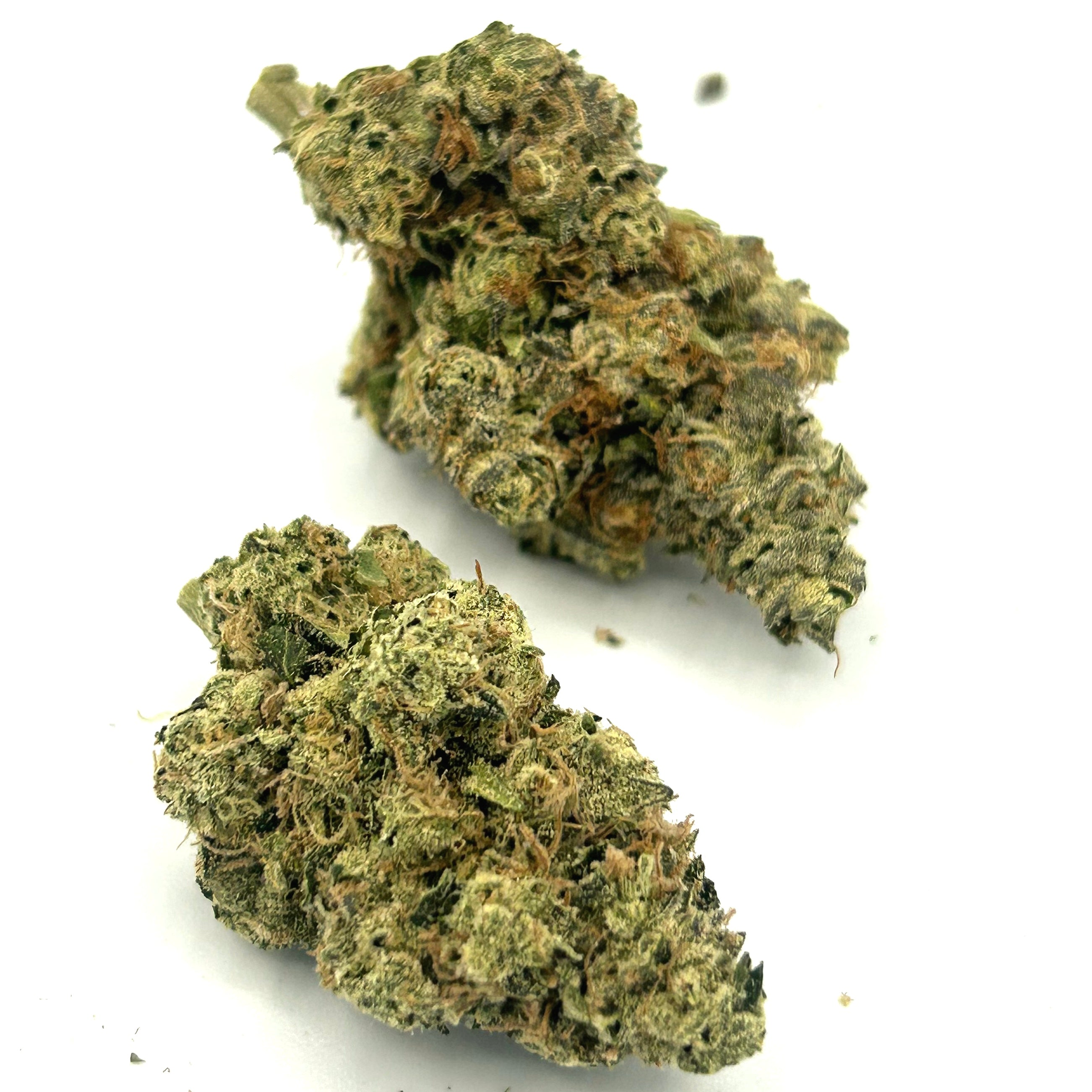 Pink Kitty (H)