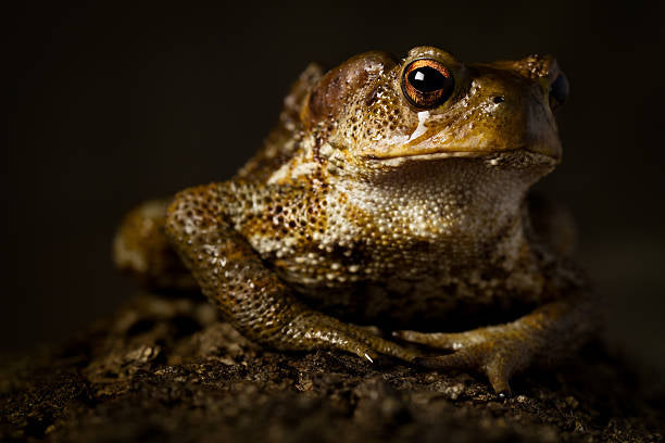 Toad Venom 1/2 Oz (I/H)